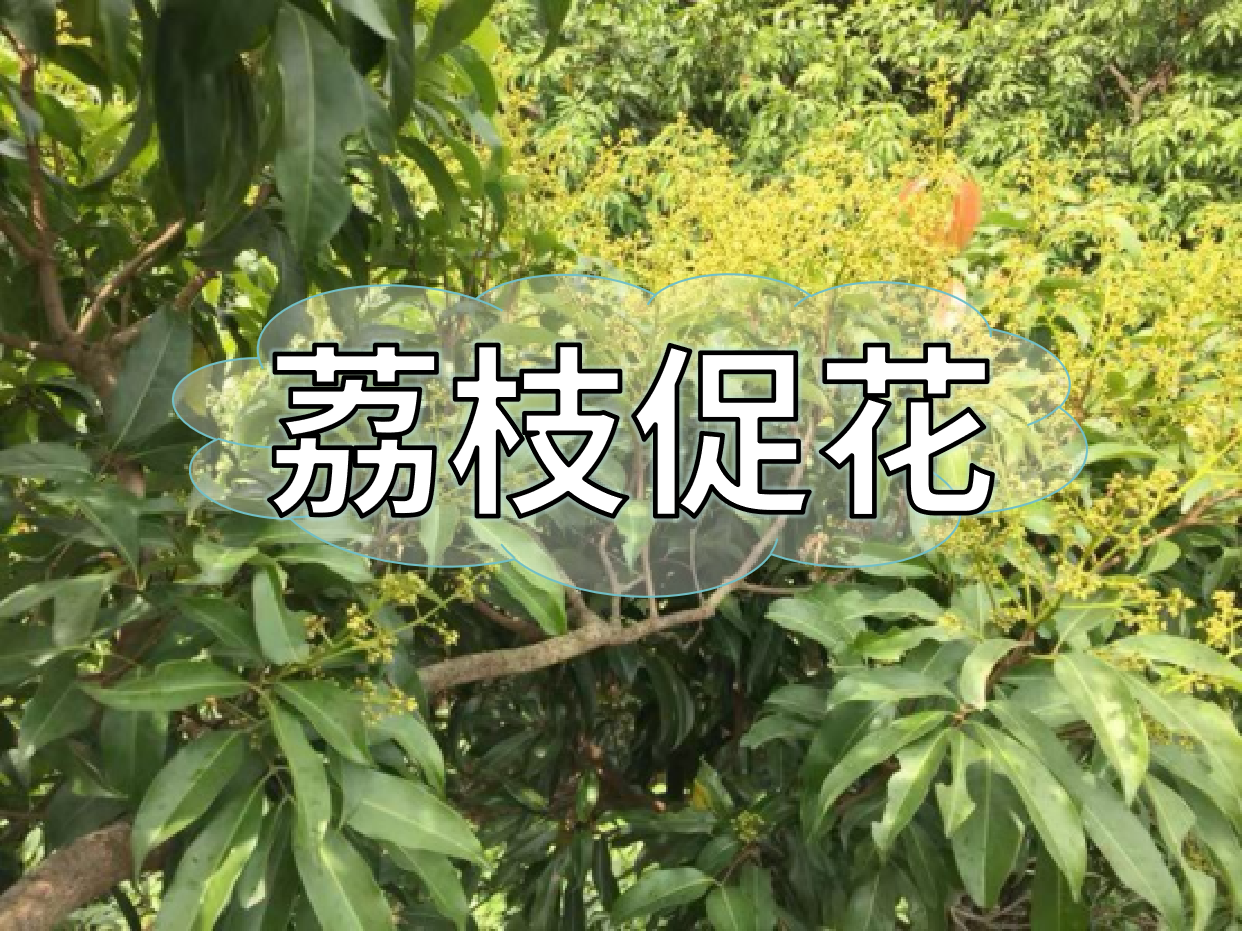 荔枝控梢期，做好促花工作，來(lái)年高產(chǎn)有基礎