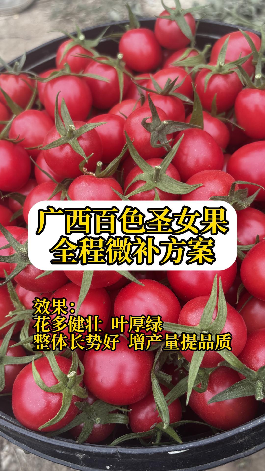 廣西圣女果小番茄全程微補方案