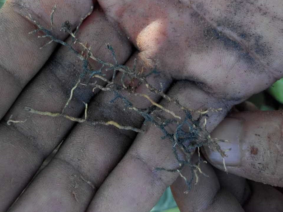 一招教你如何簡(jiǎn)單判斷土壤酸性大