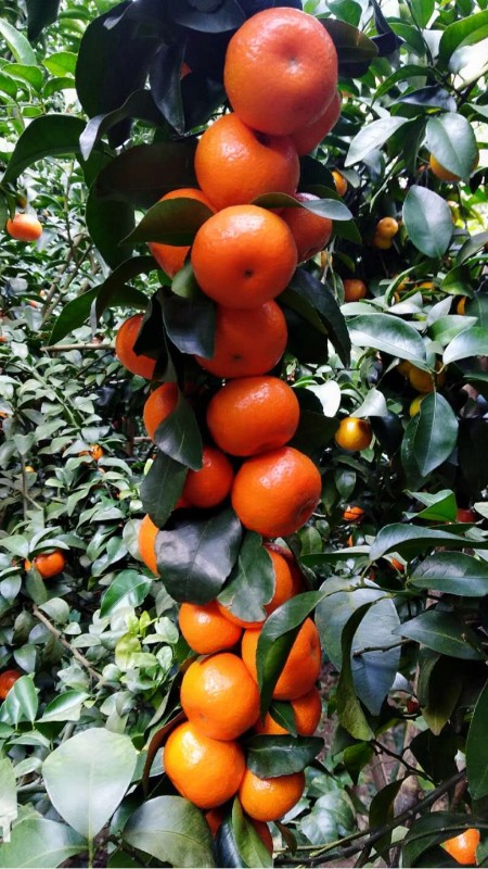 砂糖橘3個品質要求