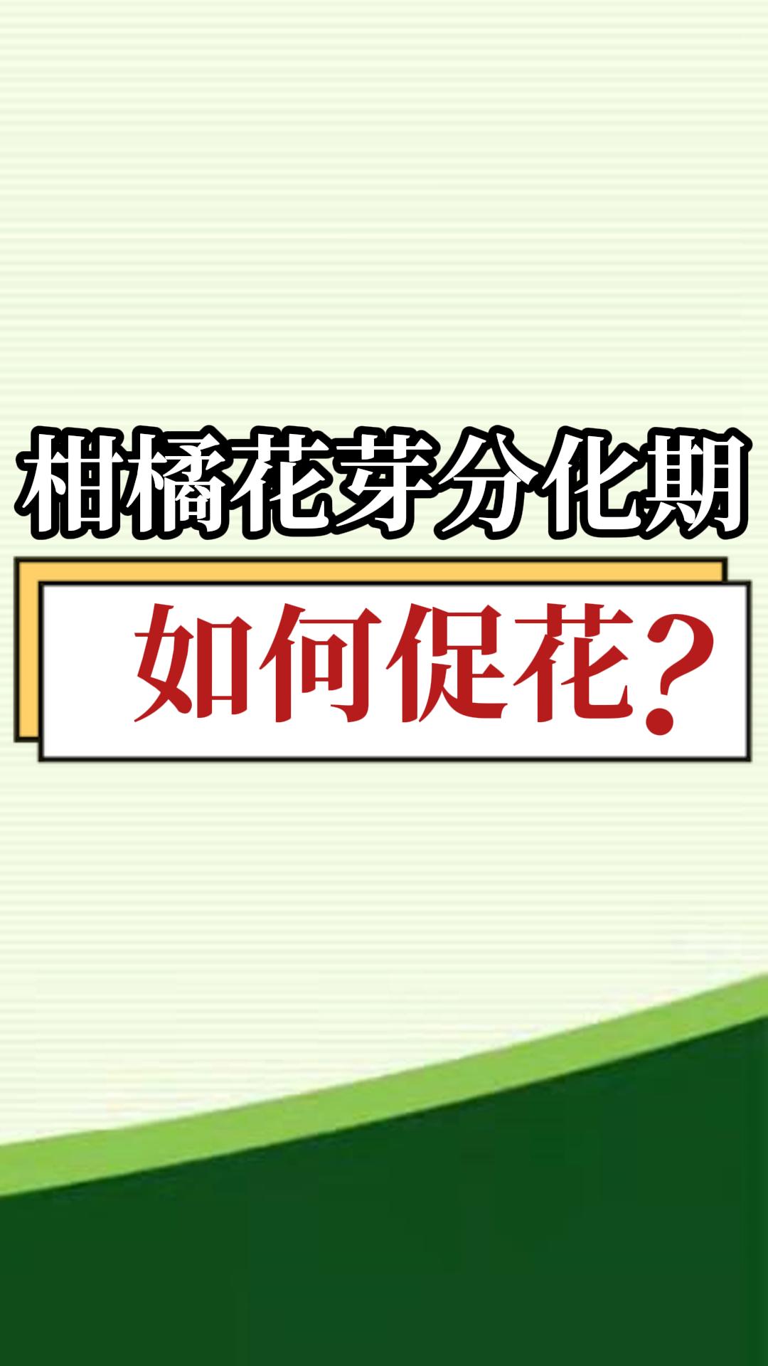 柑橘花芽分化期如何促花？