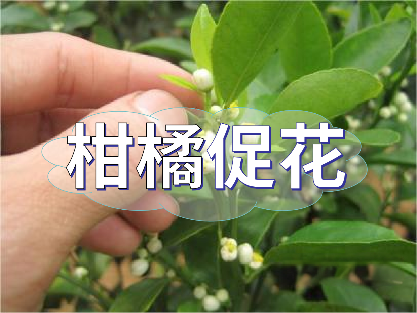 到了柑橘秋梢期，什么時(shí)候促花？