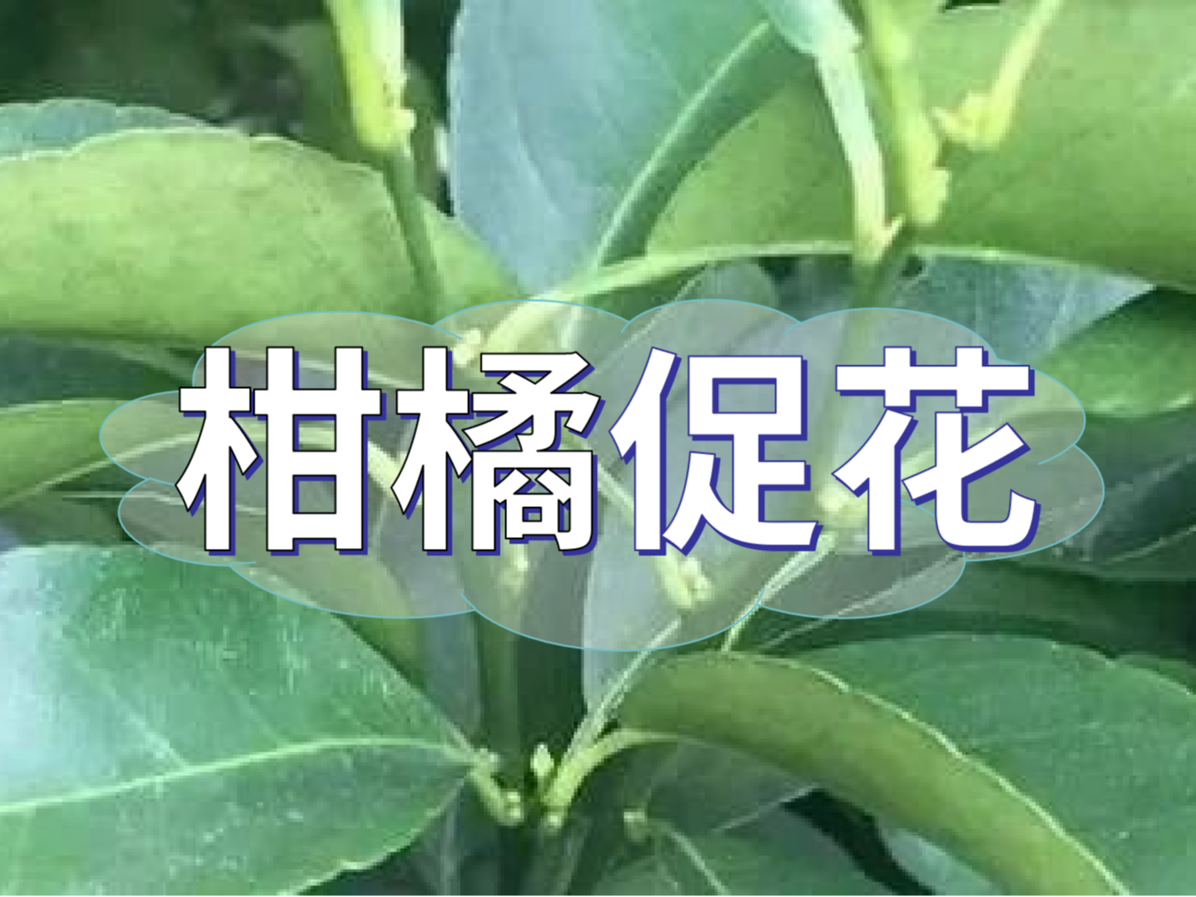 柑橘來(lái)年開(kāi)花多花健壯，這個(gè)促花方案必加上