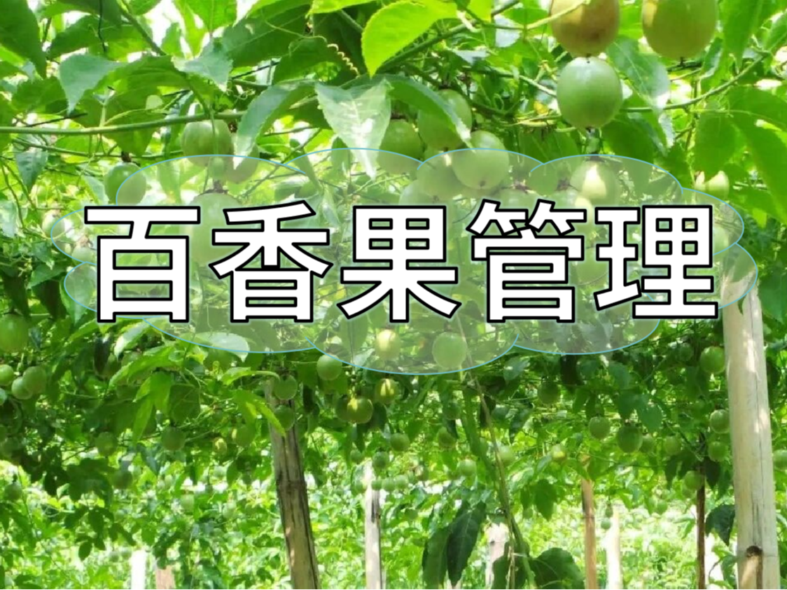 百香果施肥管理看這篇就夠了！優(yōu)產(chǎn)高產(chǎn)必備