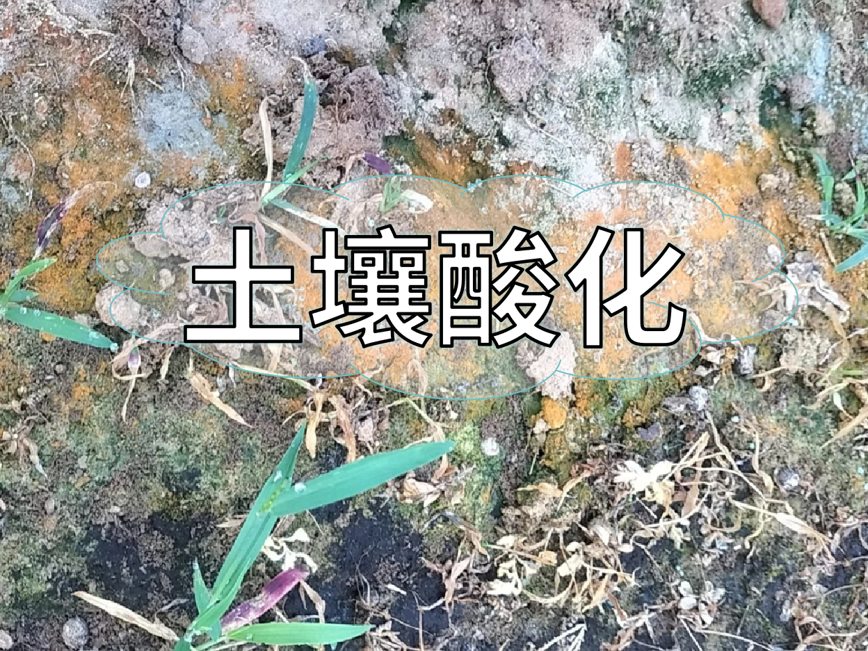 土壤酸化柑橘樹(shù)變黃，教你一招快速調酸防黃化
