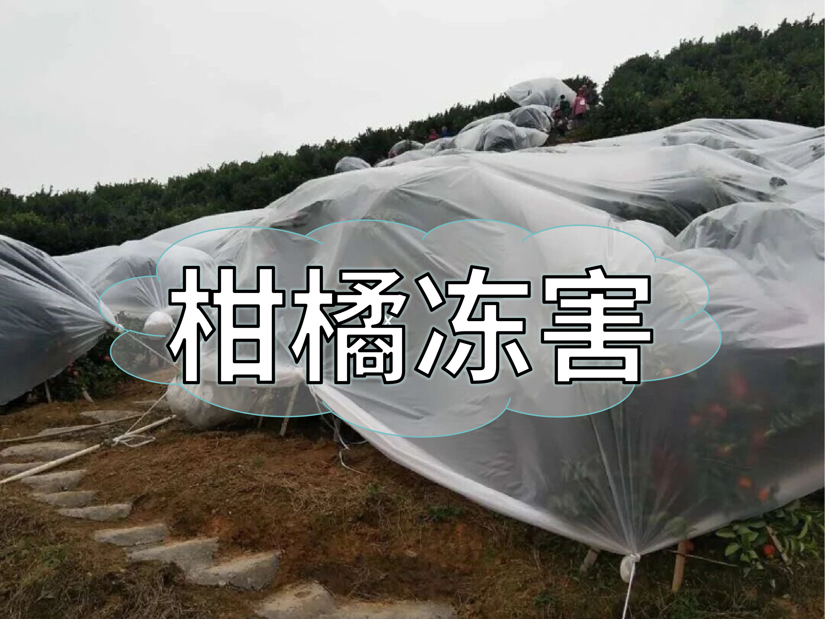 柑橘防凍抗凍如何做？