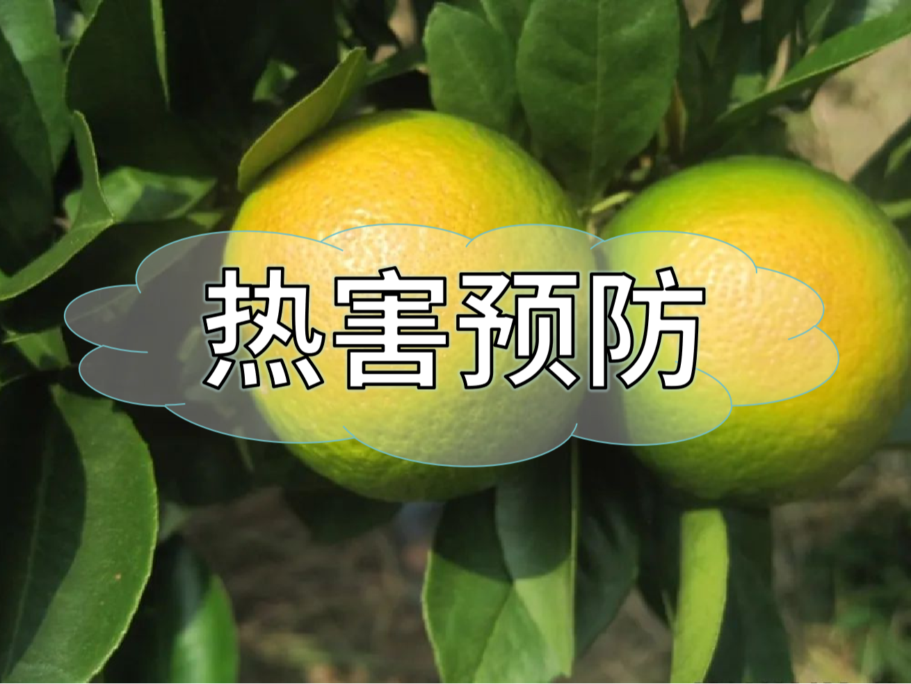 高溫熱害農業(yè)生產(chǎn)的 "隱形殺手"，熱害防御指南