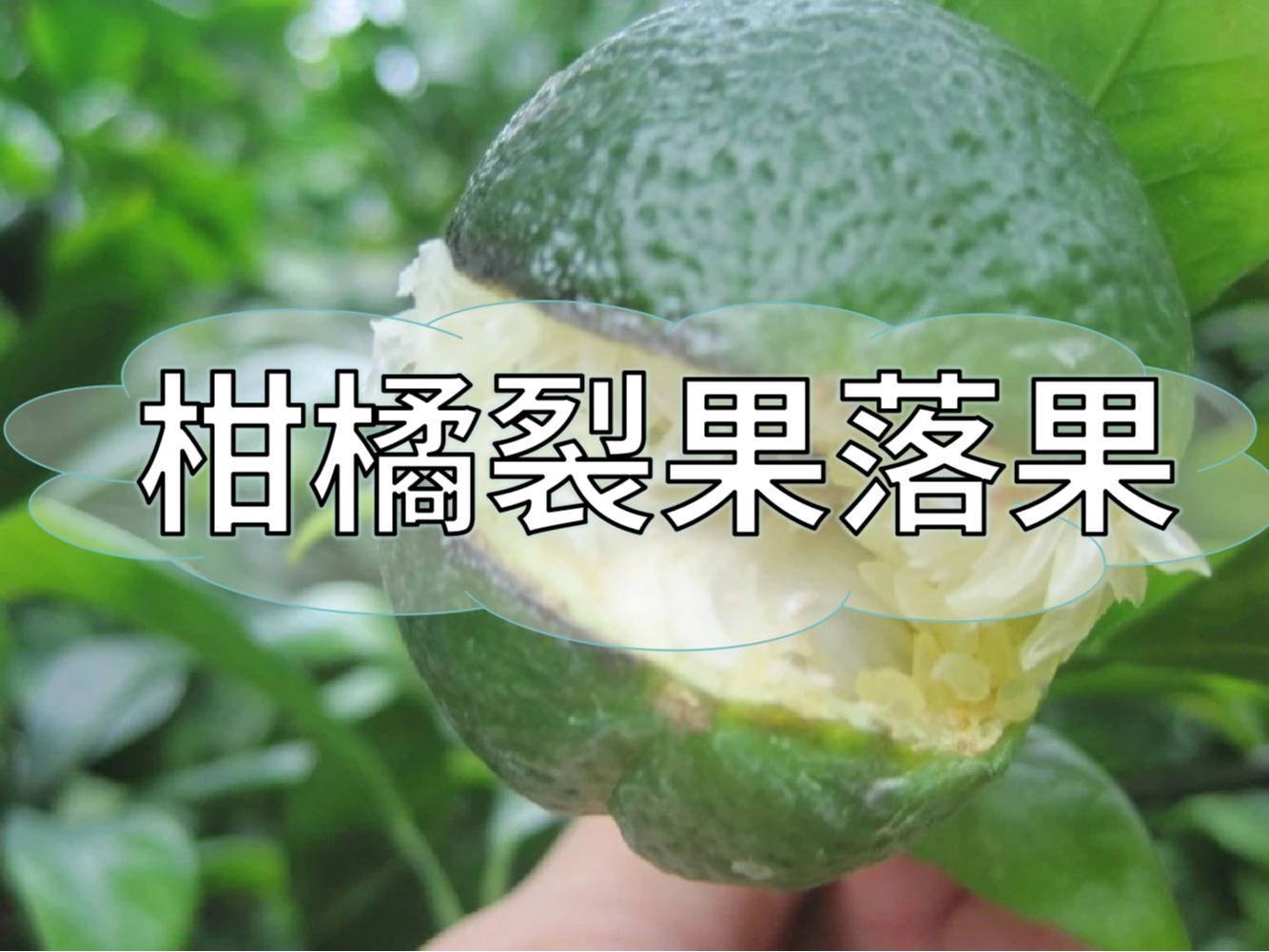 柑橘膨果提質(zhì)期，防裂果防落果秘籍先收好