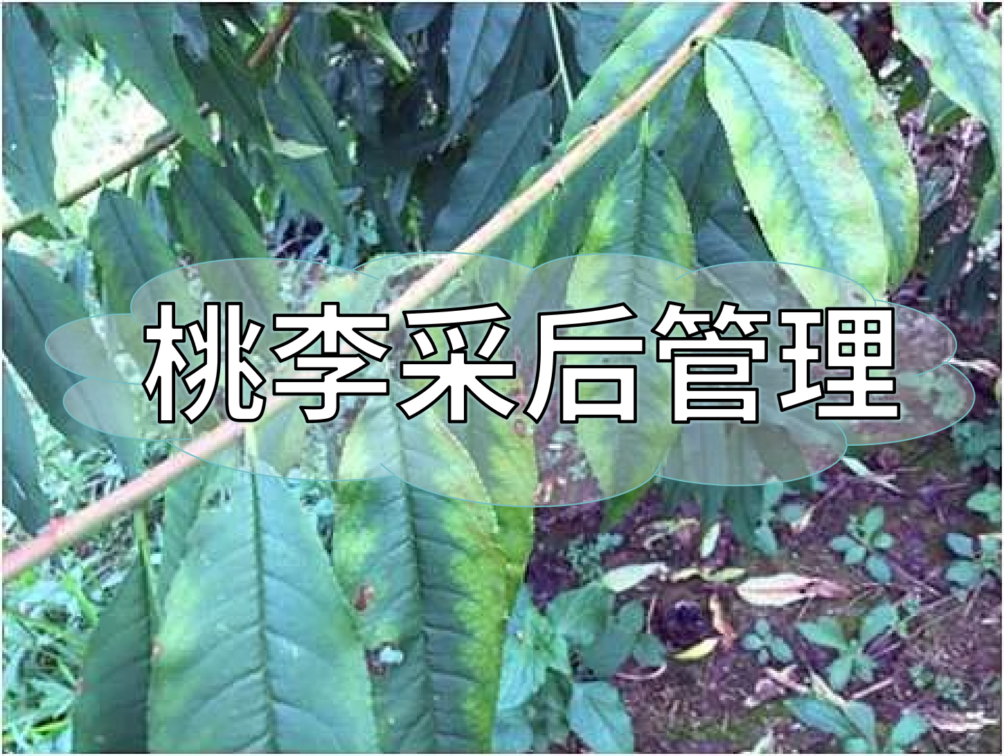 桃樹(shù)采后管理技術(shù)要點(diǎn)：養樹(shù)促花為來(lái)年豐產(chǎn)奠基