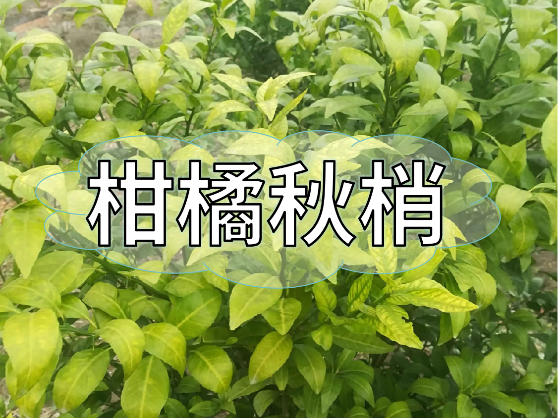柑橘秋梢健壯老熟快，簡(jiǎn)單有效的操作方法
