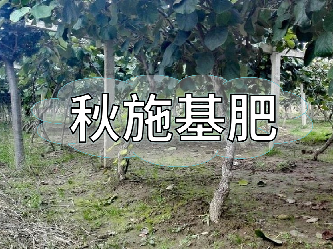 果樹(shù)秋肥要補好更要補對！秋肥方案全附上