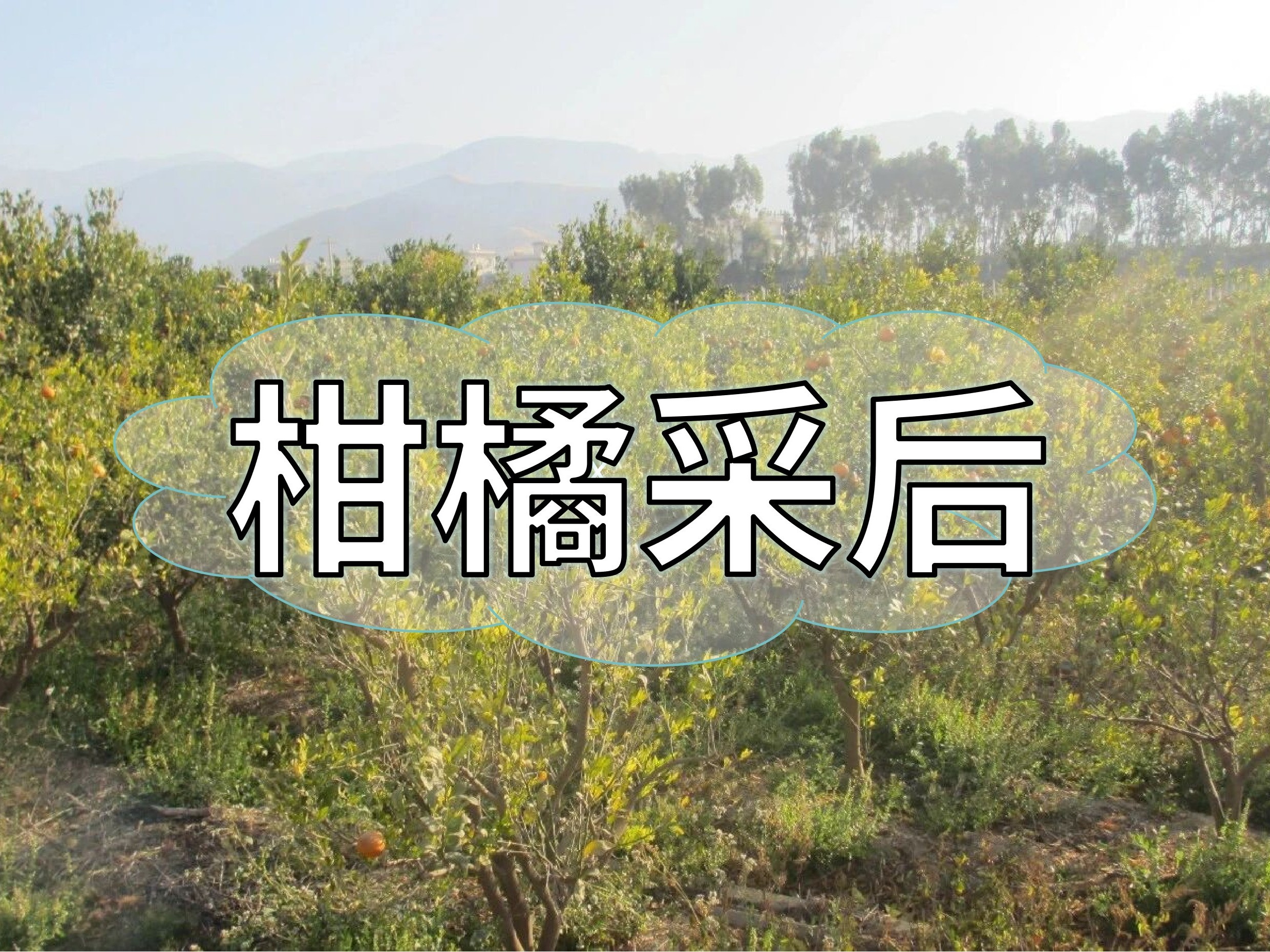 柑橘采后管理抓重點，明年花果多產(chǎn)量高