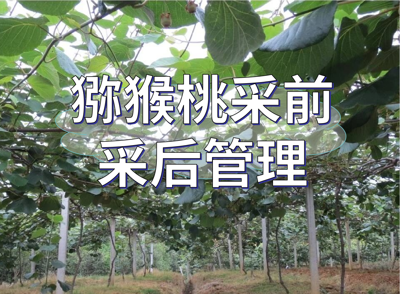 獼猴桃采前提高品質(zhì)、采后恢復管理方案