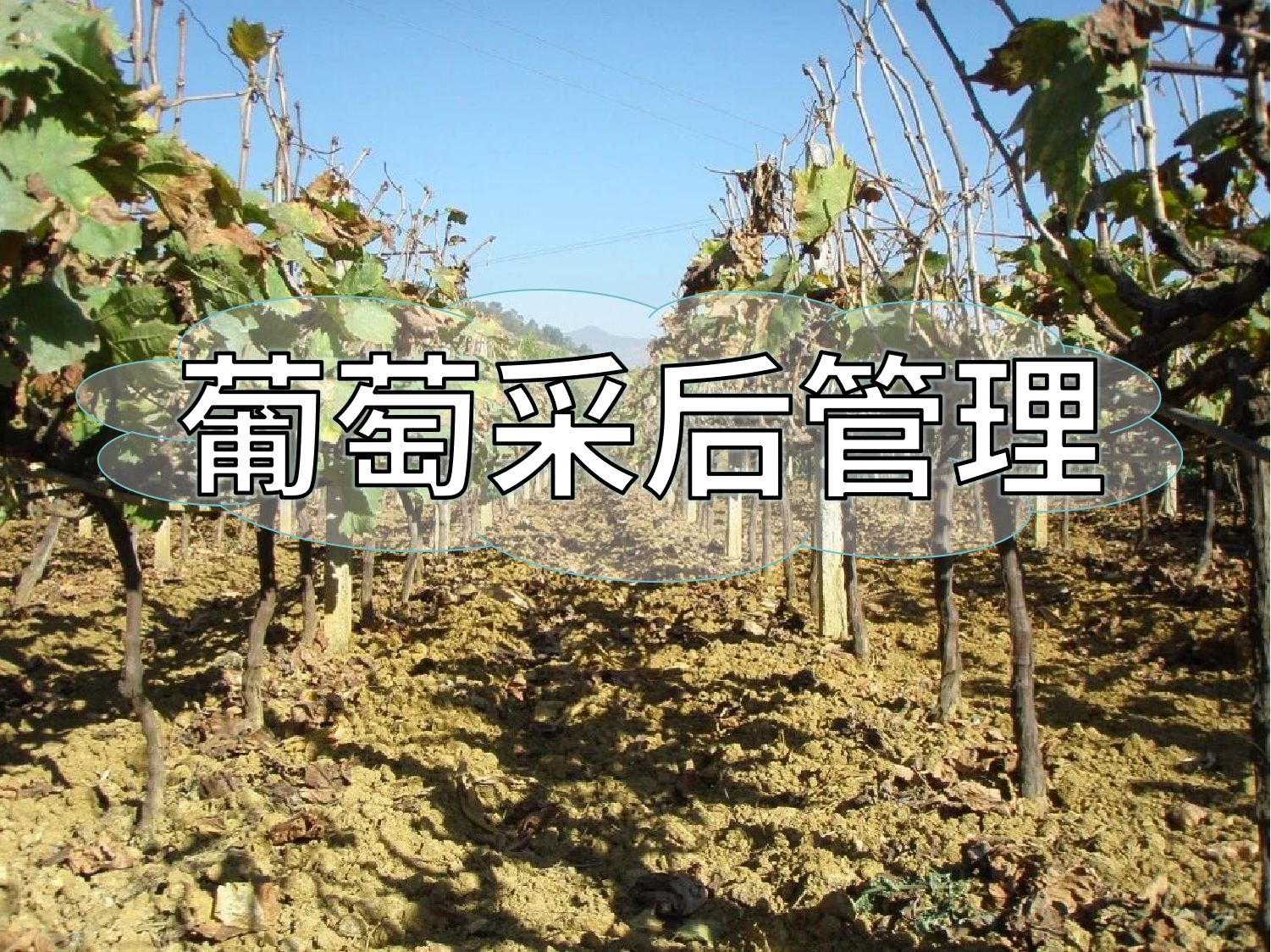 葡萄采摘忙，采后管理得跟上