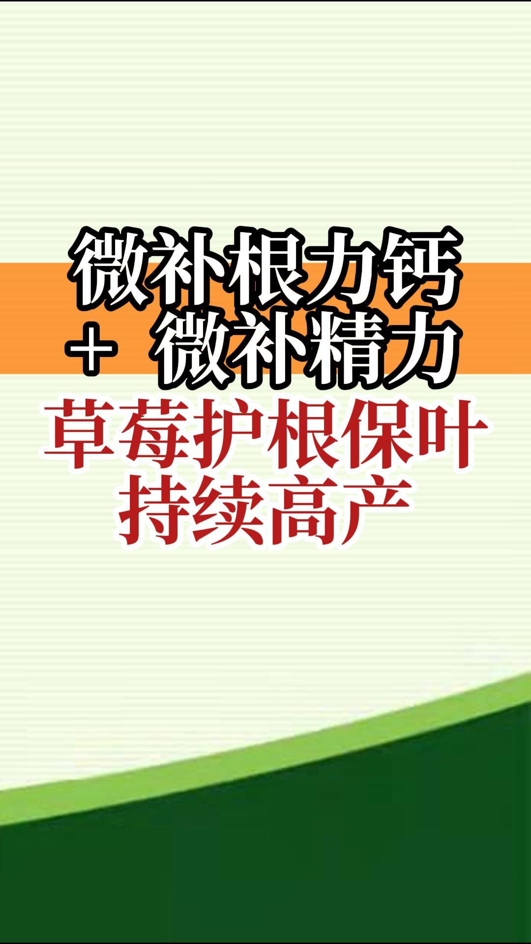 微補根力鈣+微補精力 草莓護根保葉 持續高產(chǎn)