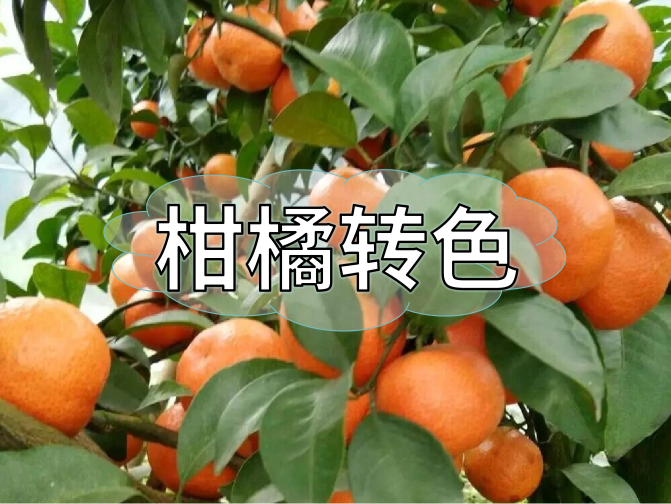 柑橘轉(zhuǎn)色期補(bǔ)鈣也很重要，千萬(wàn)別忽略