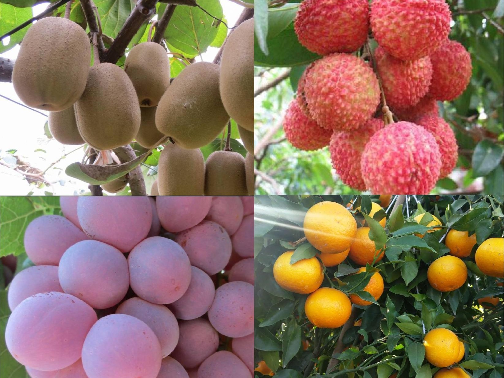 果樹(shù)補鈣全攻略：告別裂果爛果，種出優(yōu)質(zhì)好果