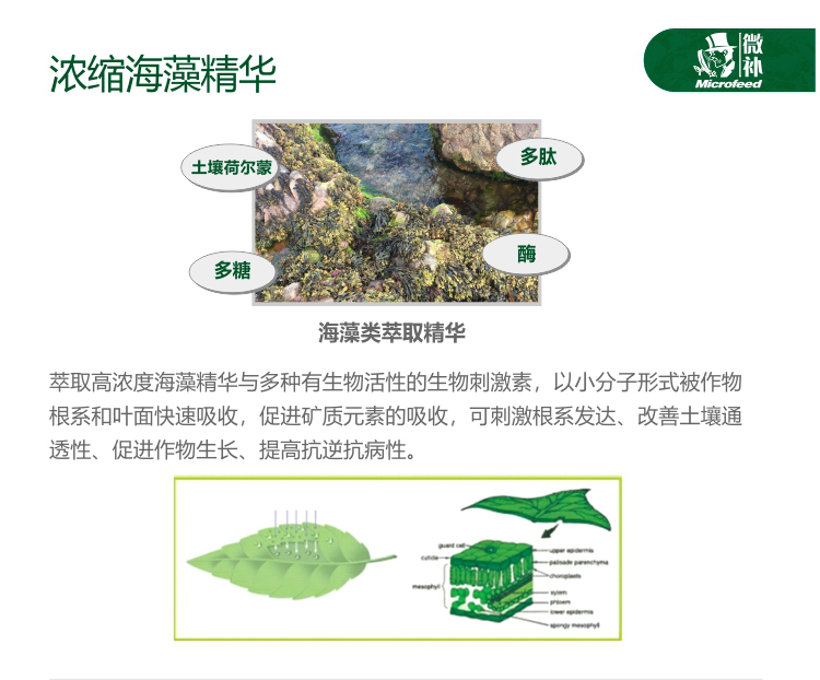 微補海藻全力