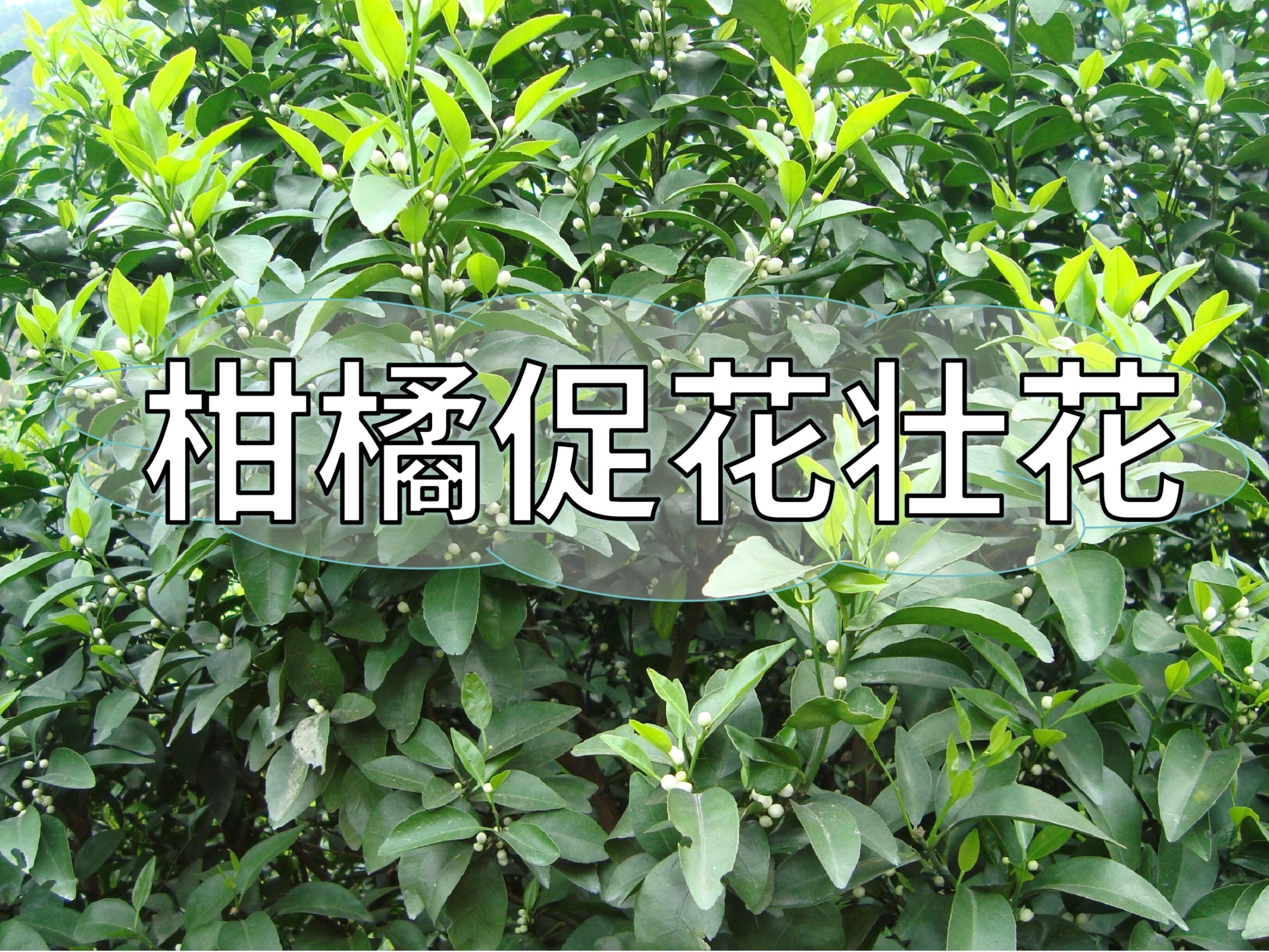 柑橘促花、壯花提升花質(zhì)，這一點別忽視