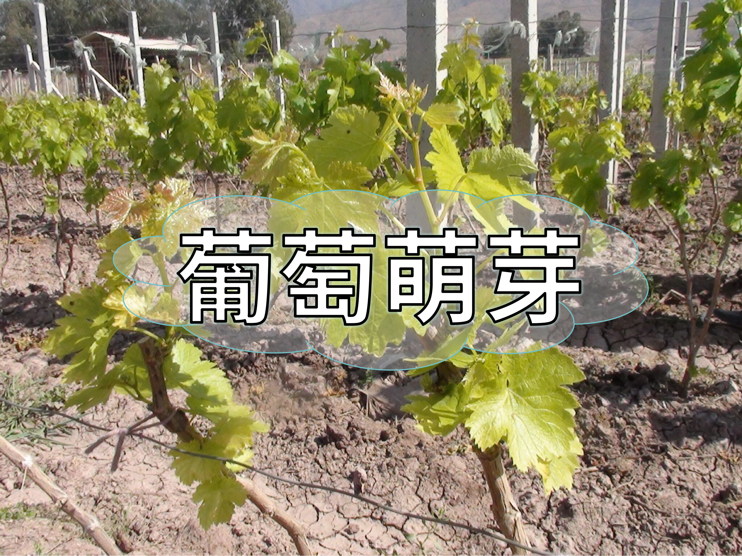 葡萄萌芽整齊最重要，一個方案讓葡萄出芽好萌芽齊