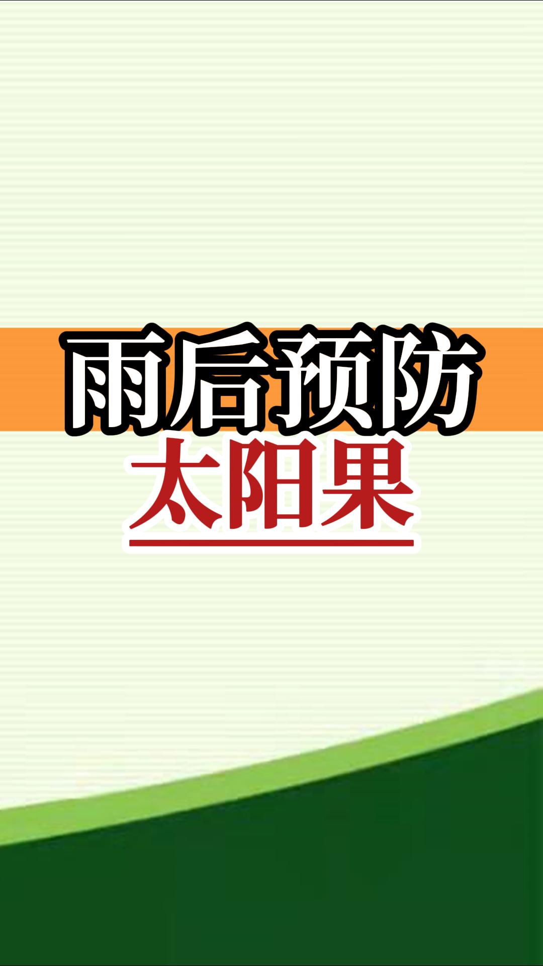 雨后高溫柑橘更易曬傷，及時(shí)管理預防太陽(yáng)果