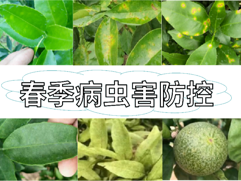 果樹病蟲害開始活動(dòng)，防控方法就用這一套