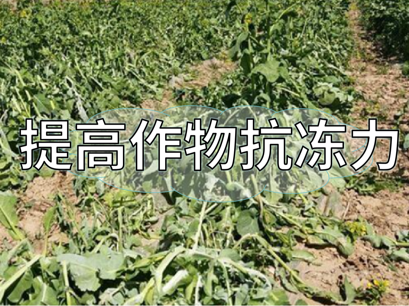 如何提高作物抗凍力？這個方法簡單又好用