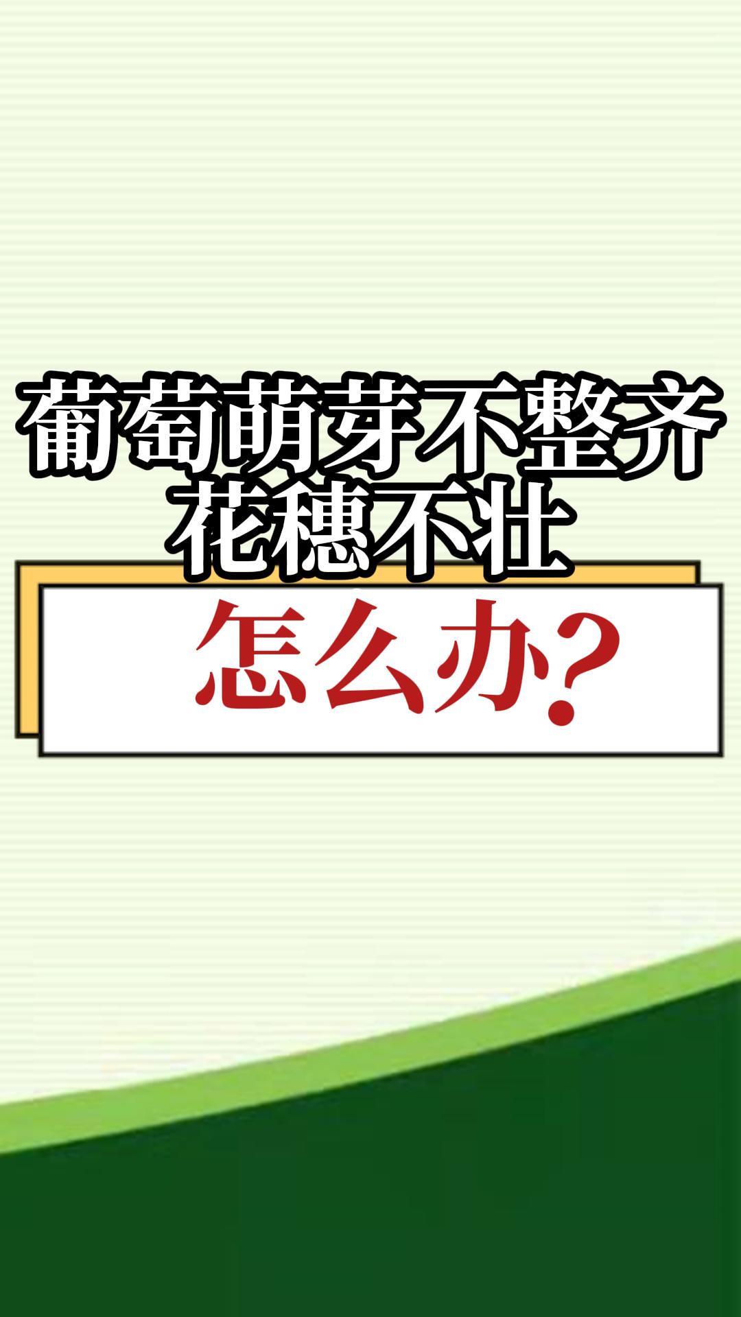 葡萄萌芽不整齊，花穗不壯，怎么辦？