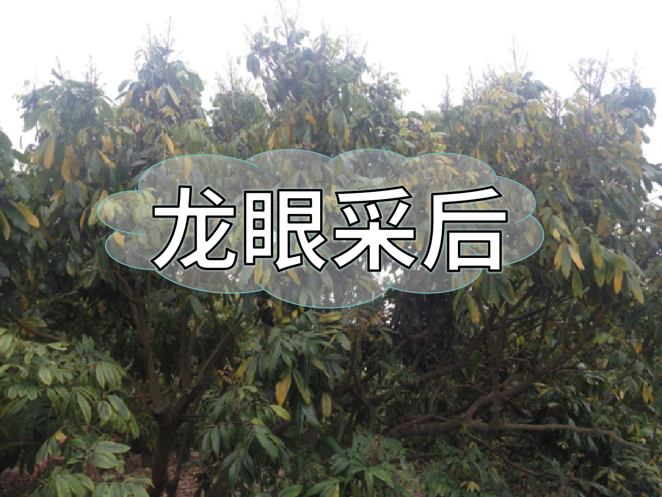 龍眼采摘后，做好保樹(shù)工作，預防大小年