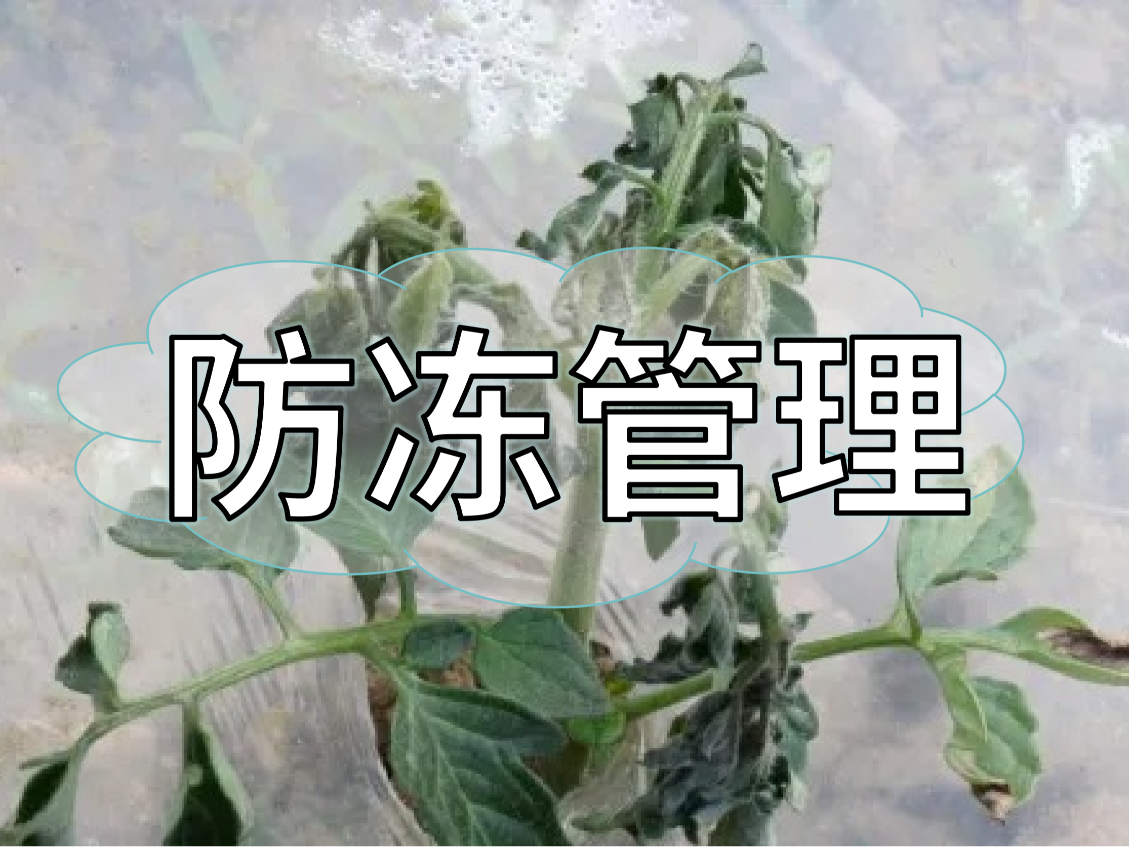 氣溫大跳水，柑橘草莓蔬菜等凍前凍后怎么管？