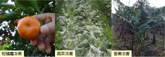 讓作物安全過(guò)冬的實(shí)用小妙招，速看