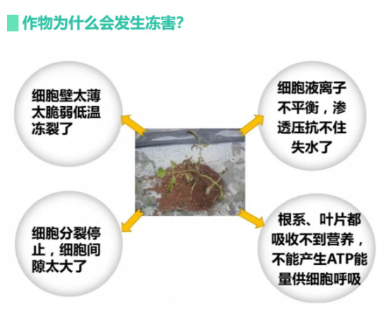讓作物安全過(guò)冬的實(shí)用小妙招，速看