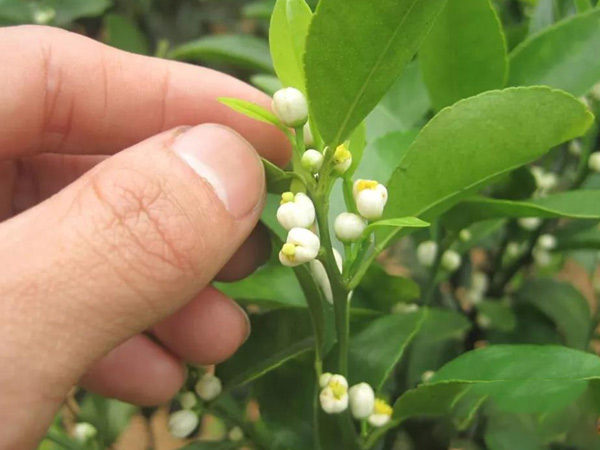 沃柑茂谷柑來(lái)花多要疏花，促花工作就不做了，小心花多不壯