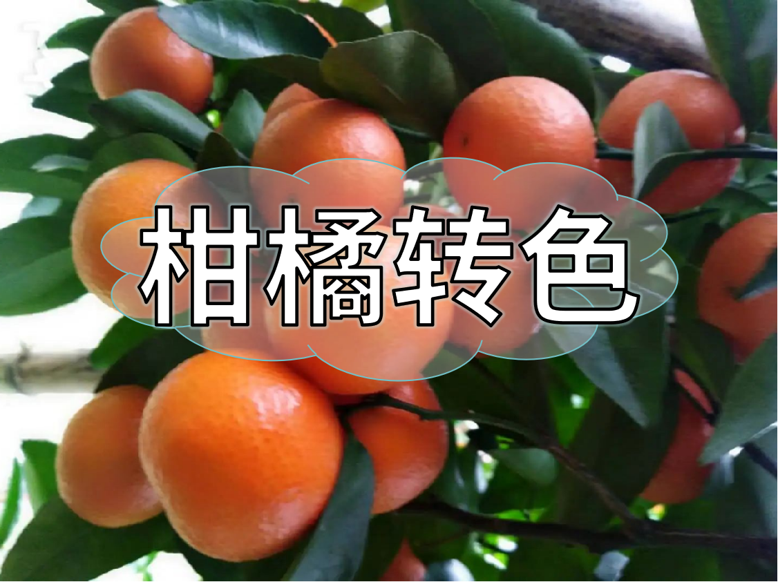 柑橘轉(zhuǎn)色期重補(bǔ)鈣，不浮皮少霜凍，增產(chǎn)增收