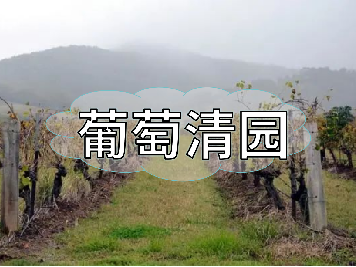 葡萄清園怎么進(jìn)行？