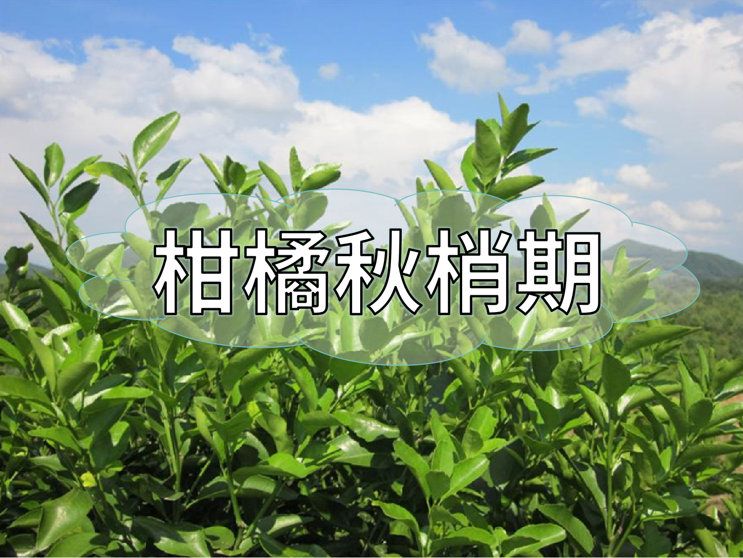 柑橘放秋梢、膨果、促花如何同時(shí)進(jìn)行？