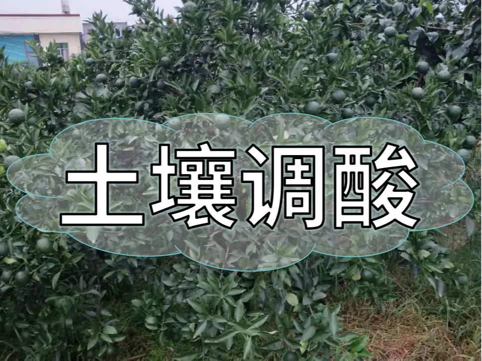 柑橘膨大期，土壤調酸與施膨果肥一樣重要
