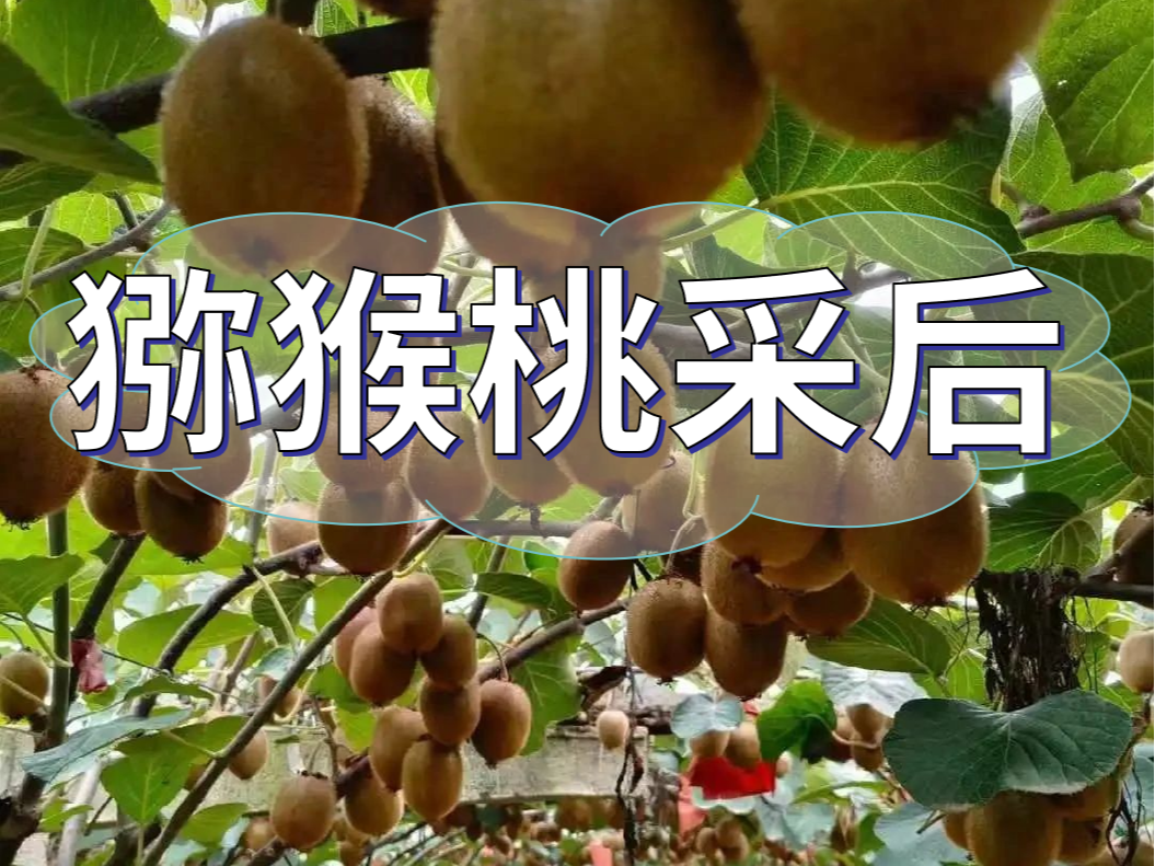 獼猴桃采后做好3點(diǎn)，來(lái)年繼續大豐收