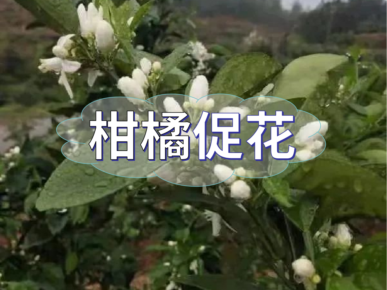柑橘促花三要領(lǐng)，促進(jìn)優(yōu)質(zhì)花的形成