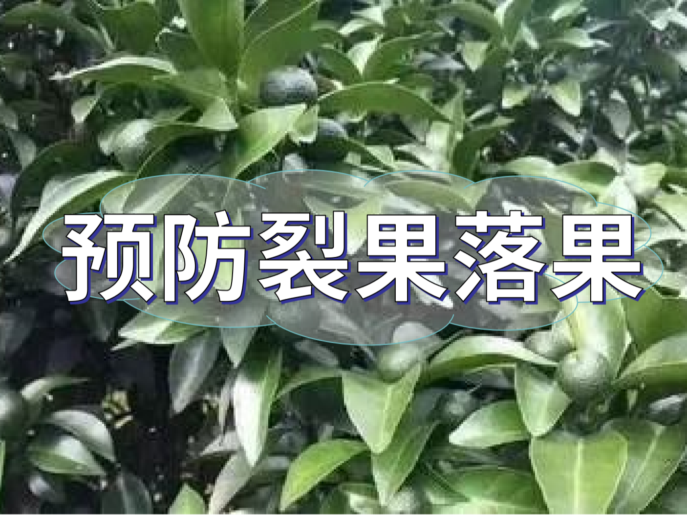 柑橘落果裂果高峰期，要先預防