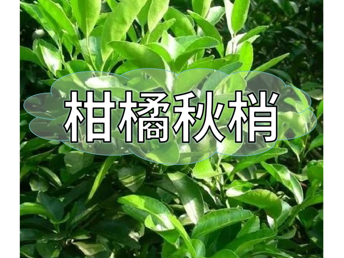 秋梢放不出怎么辦？如何放出健壯秋梢？