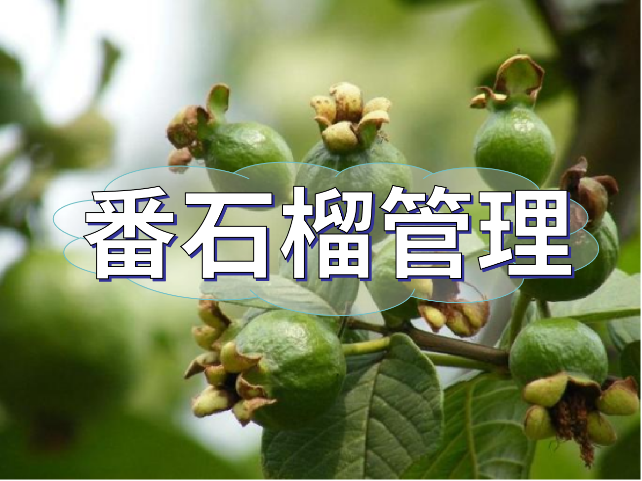 番石榴花少果少，連續開(kāi)花坐果期這套方案提高產(chǎn)量
