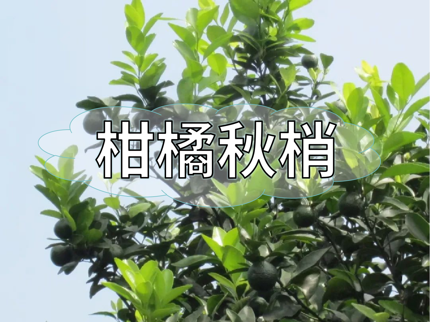 柑橘秋梢管理痛點(diǎn)，三招培育健壯結果母枝