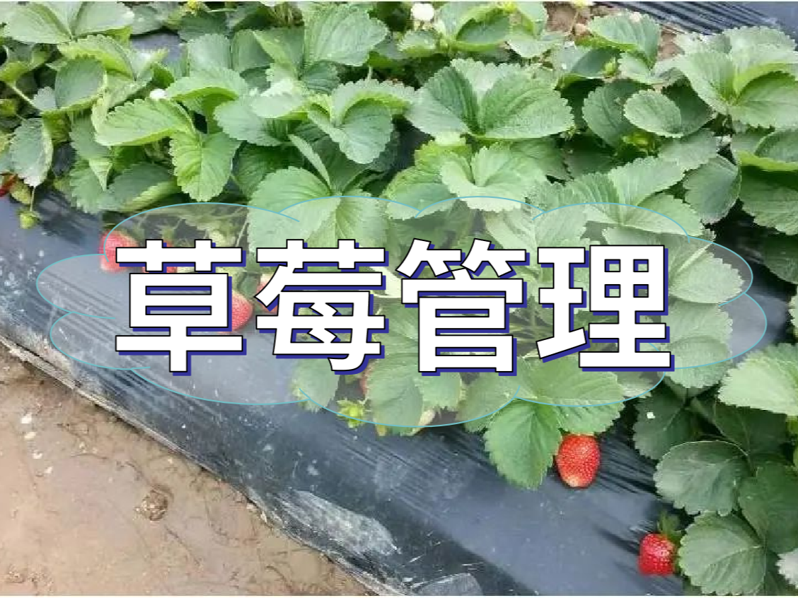 這樣做讓你的草莓品質(zhì)好，產(chǎn)量高！
