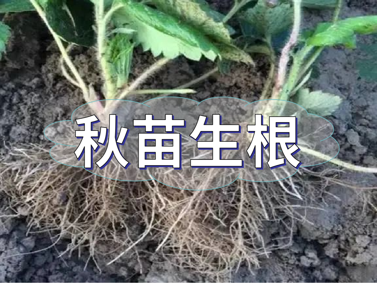 秋播開(kāi)始，生根養根是作物健壯增產(chǎn)提質(zhì)的關(guān)鍵
