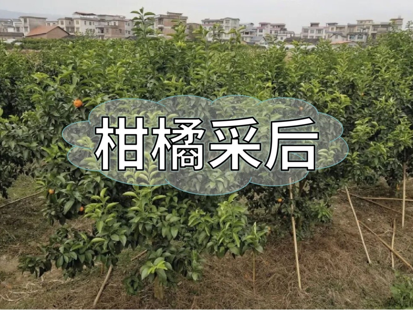 柑橘采后管理“三個(gè)及時(shí)”要做好