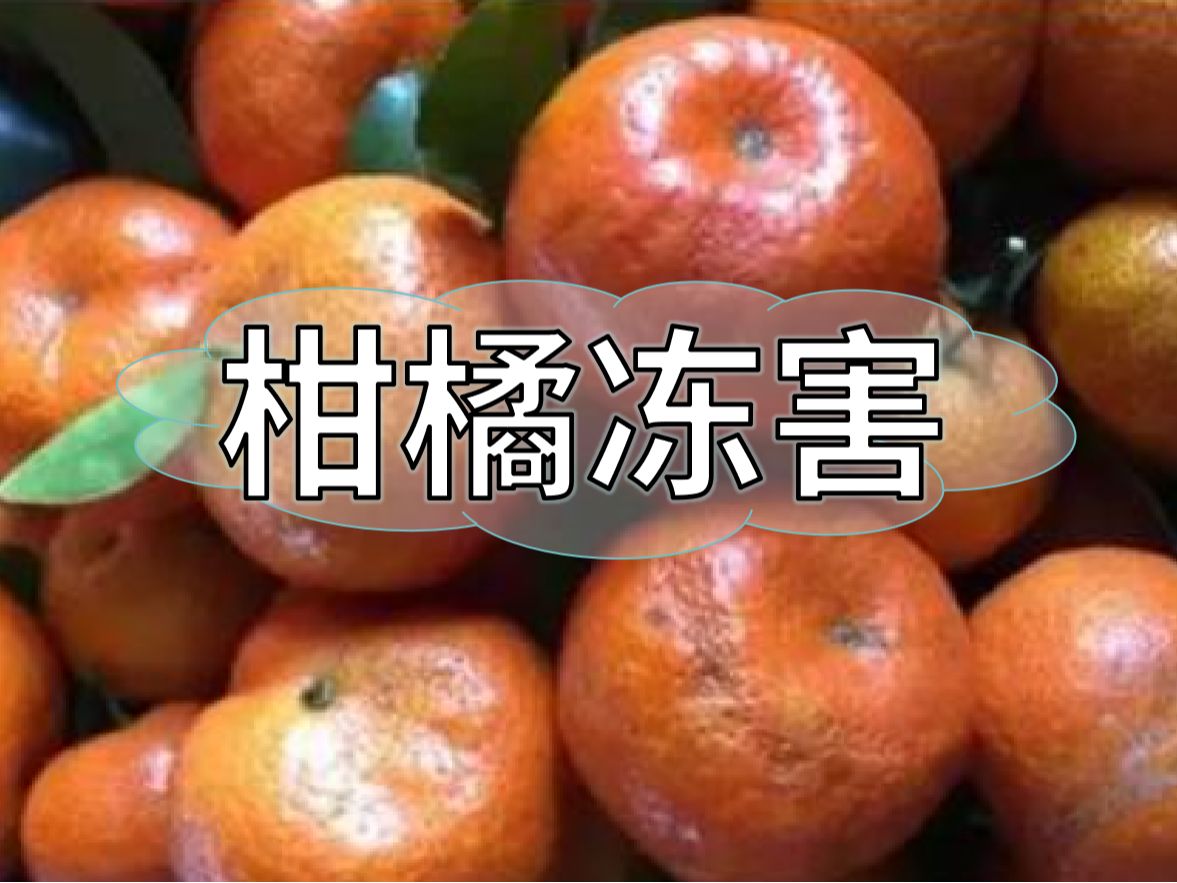 柑橘凍害難恢復(fù)，防凍提前做更重要