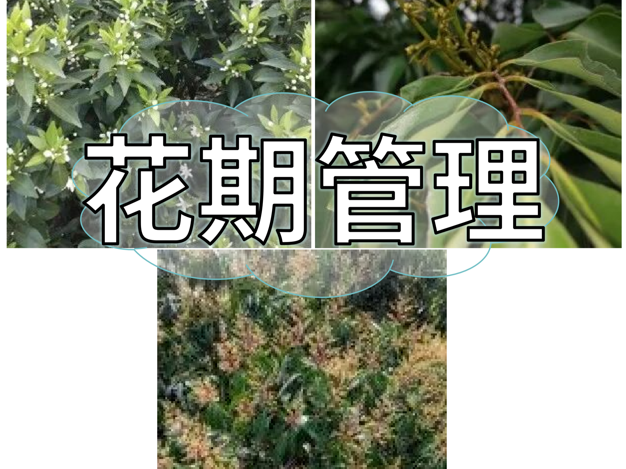 想要今年收成好，首先得促好花壯好花