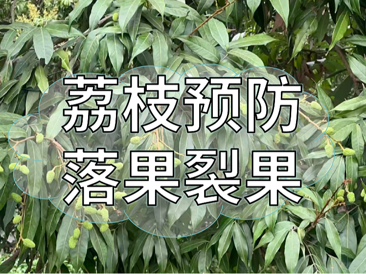 荔枝小年更要防裂防落，接下來建議這樣管