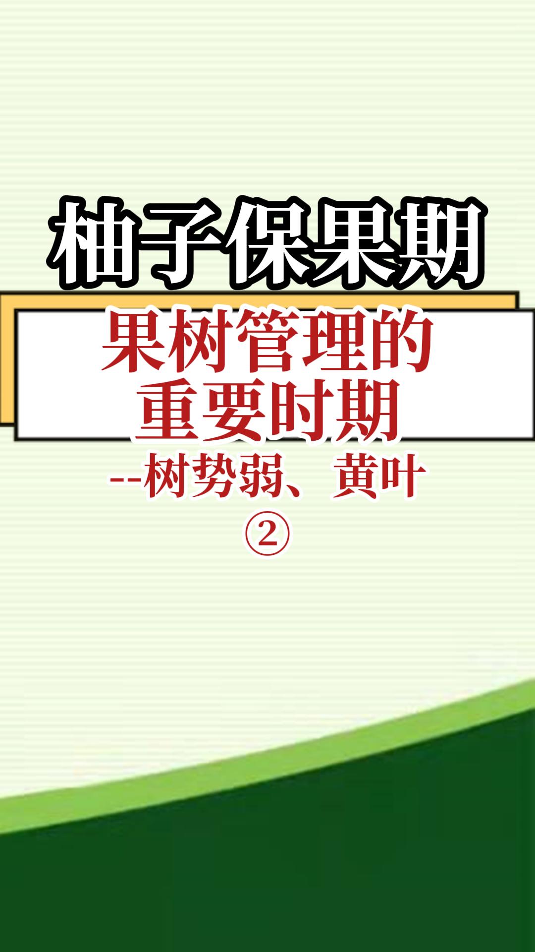柚子保果期果樹管理重要時期--樹勢弱 黃葉2